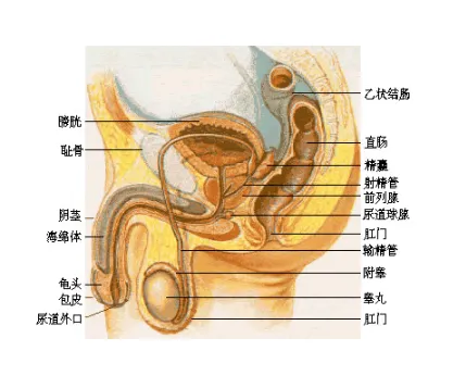 尿频尿急尿不尽，可能是前列腺炎在作怪！
